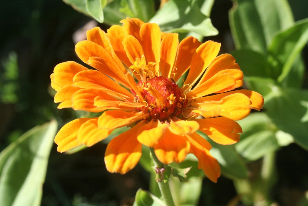 orange annual flowers_common annual flower.jpg