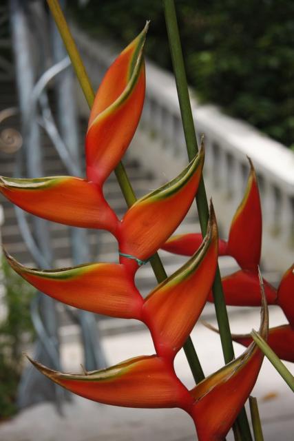 orange Heliconia_annual flower.jpg