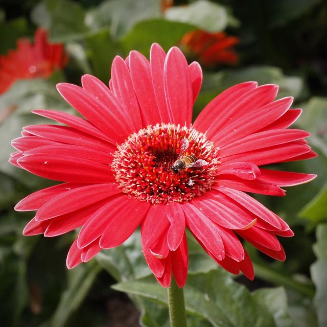 orange red annual flower with a bee.jpg