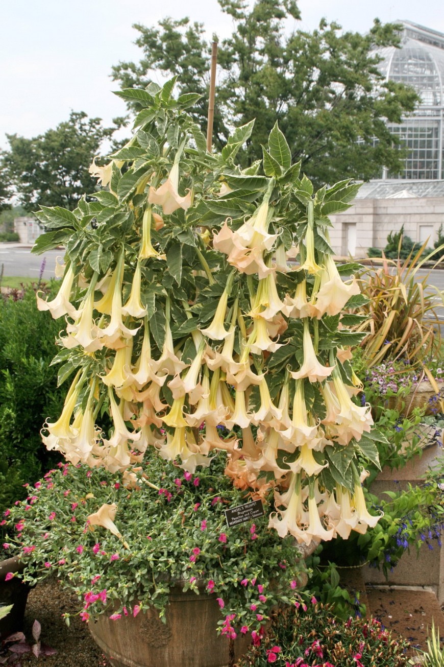 peach annual flowers Angel's Trumpet image.jpg