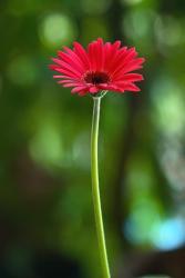 red daisy flower photo.jpg