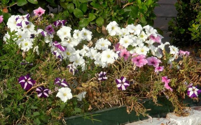 Petunias flowers in many colors.jpg