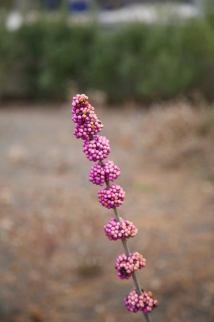 photo of annual flower American Beautyberry.jpg