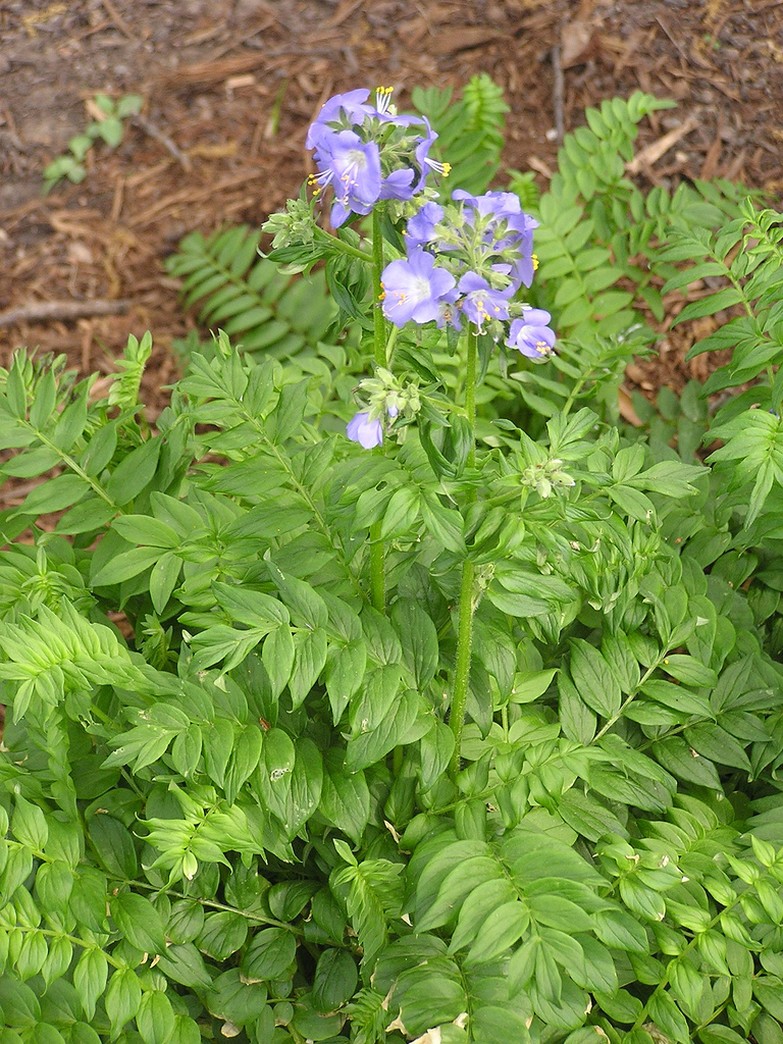 picture of light purple annual flowers Jacob's Ladder.jpg