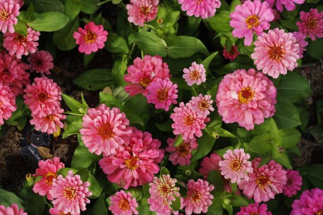 pink annual flowers pics.jpg