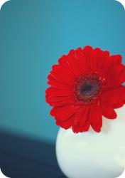 red daisy flower in modern vase.jpg