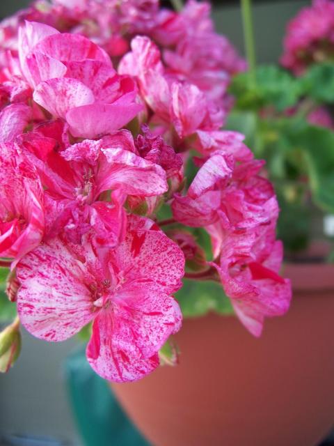 pretty pink annual flowers photo.jpg