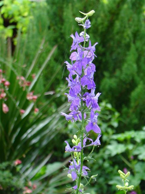 pretty purple Larkspur picture.jpg