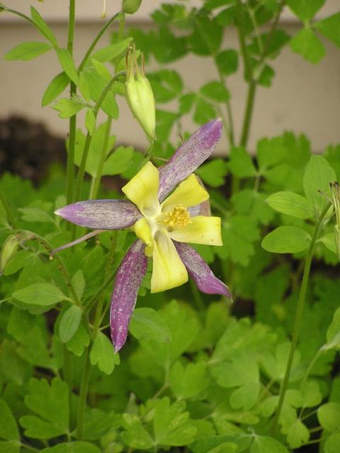 purple and yellow annual flower Columbine picture.jpg