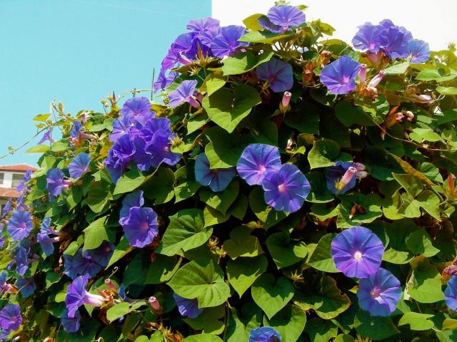 purple blue annual flowers morning glory.jpg