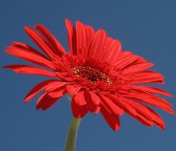 red daisy flower images.jpg
