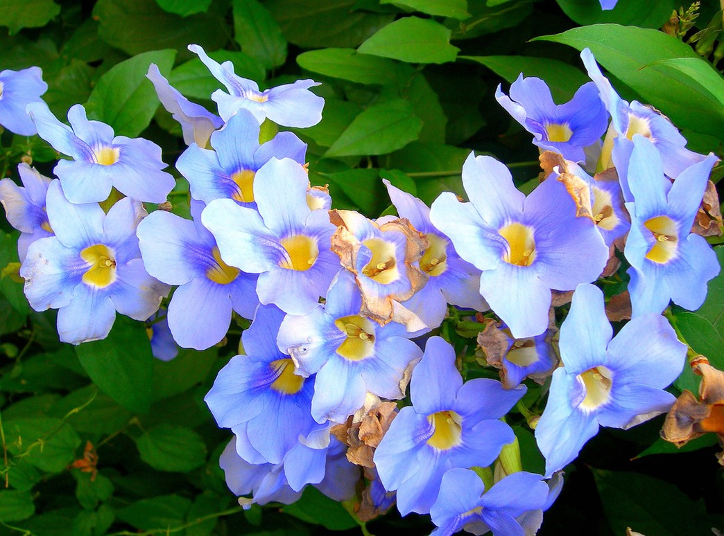 purple blue annual flowers photo.jpg