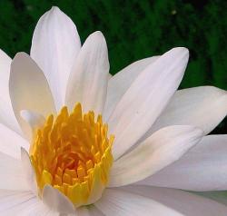 White Water Lily.jpg