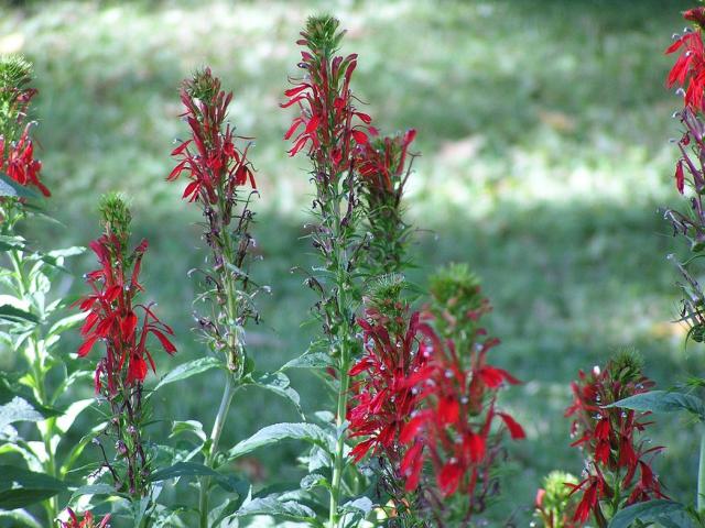 Red annual flowers Lobelia.jpg