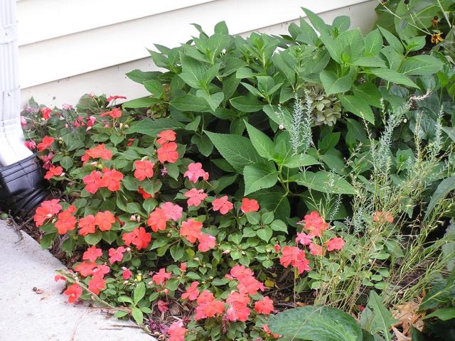red annual impatiens flowers picture.jpg