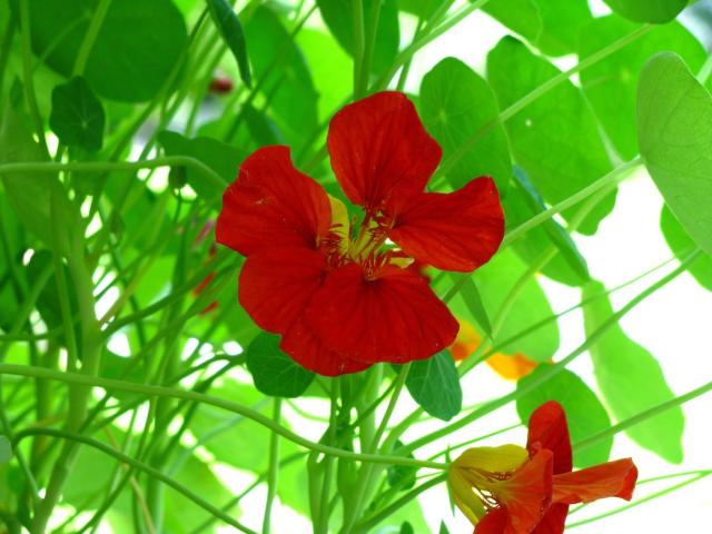 red nasturtium flowers photos.jpg