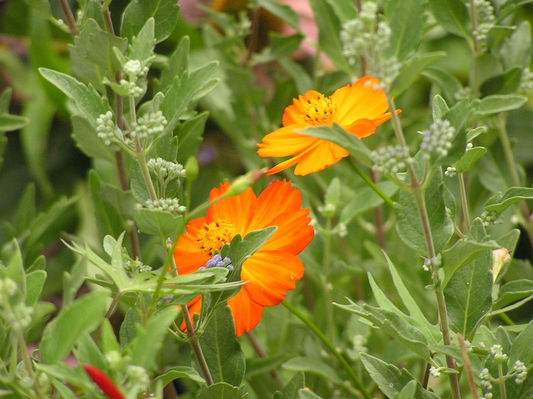rich orange annual flowers.jpg
