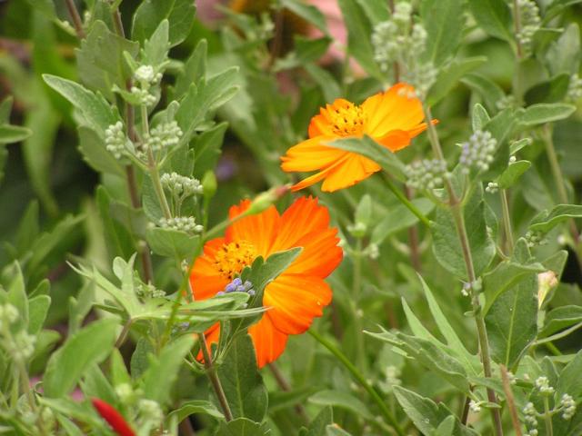 rich orange annual flowers.jpg