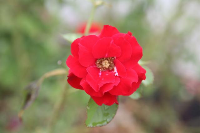 season annual flowers Floribunda Roses.jpg