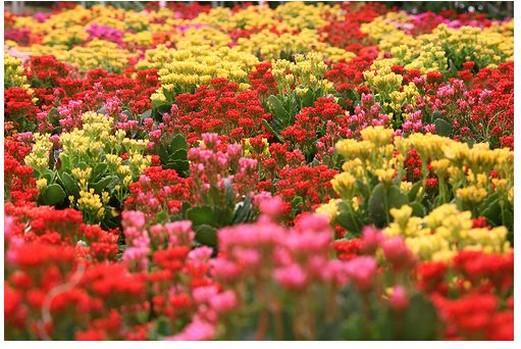 Sentosa flowers annually.jpg