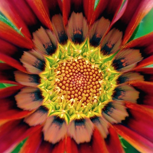 red African daisy.jpg