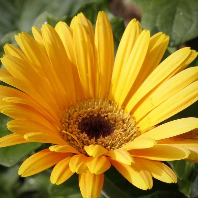 Sentosa flowers in bright yellow color.jpg