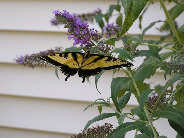 Spring annual flowers in purple with a pretty butterfly.jpg