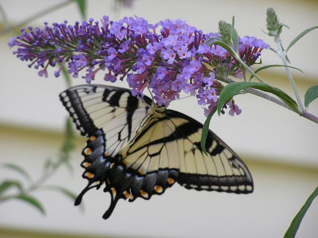 Summer annual flowers in purple with a beautiful butterfly.jpg