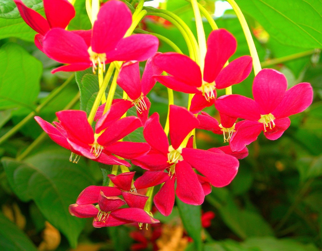 summer annual flowers in red with bright green leaves.jpg