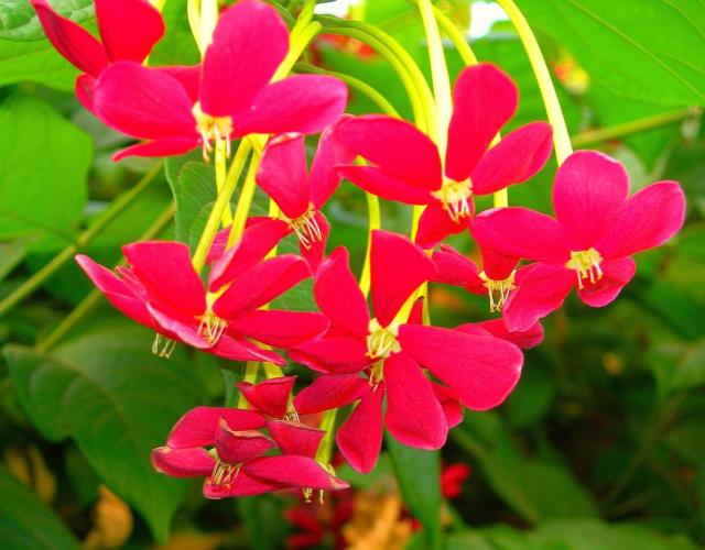 summer annual flowers in red with bright green leaves.jpg
