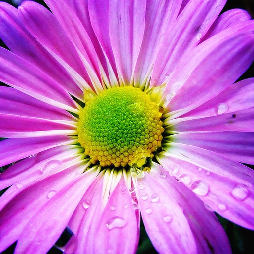 purple white daisy with yellow green eye.jpg