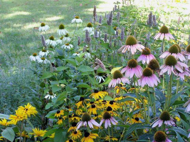 summer annual flowers in yellow, white and light pink.jpg