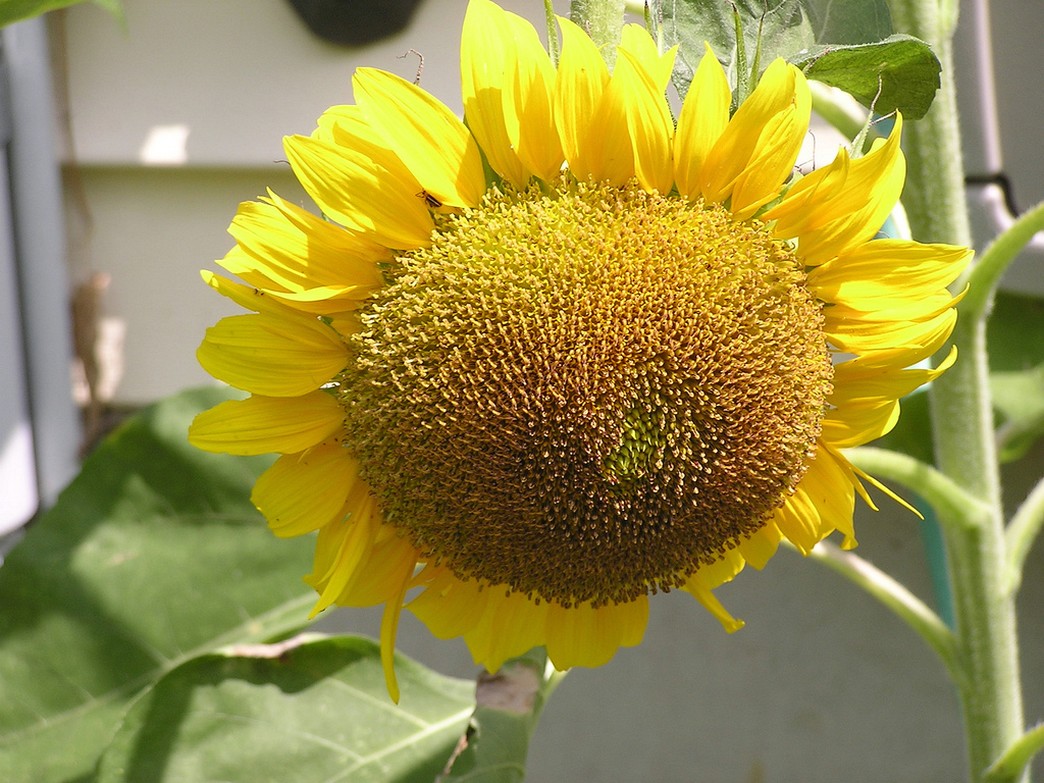 sun annual flower picture.jpg