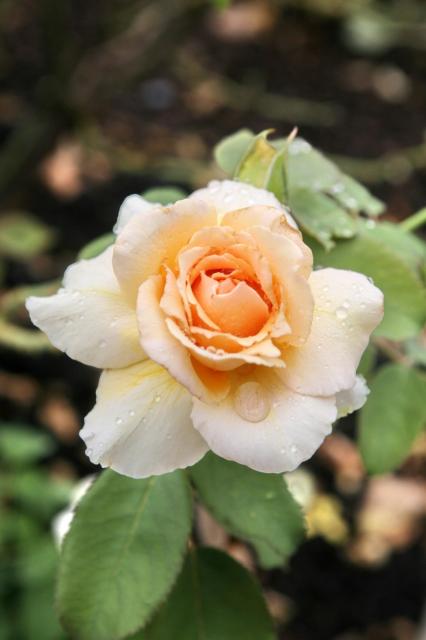 top annual flower Hybrid Tea Rose picture.jpg
