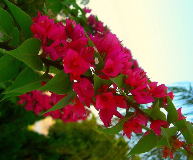 Troplical red annual flowers.jpg