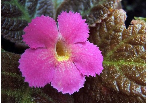 unique annual flowers in bright pink.jpg