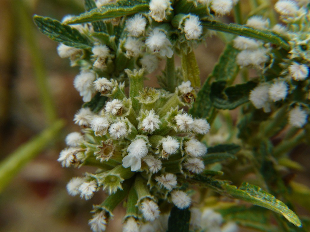 unique annual flowers Starry Leucas pictures.jpg