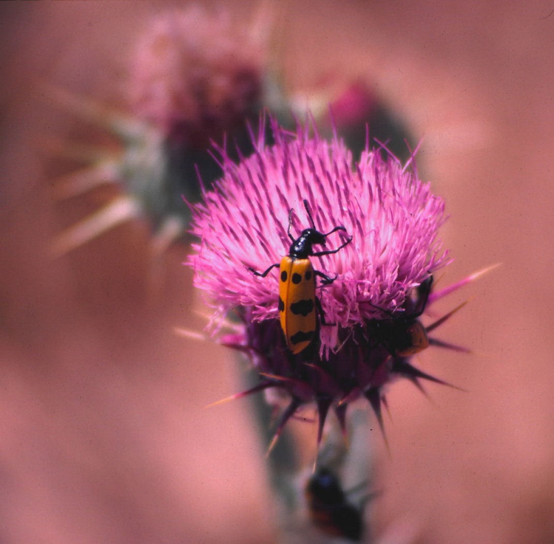 Western Desert annual flowers in rich pink under bright sun.jpg