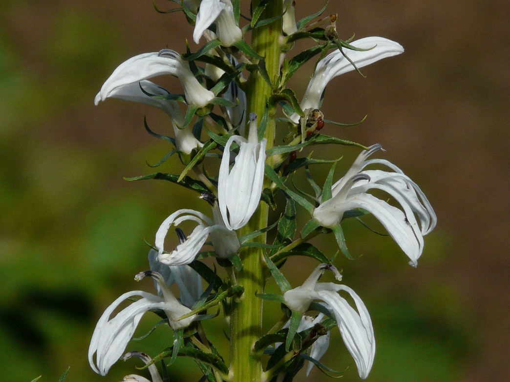 white annual flowers bloom Dhaval flower picture.jpg