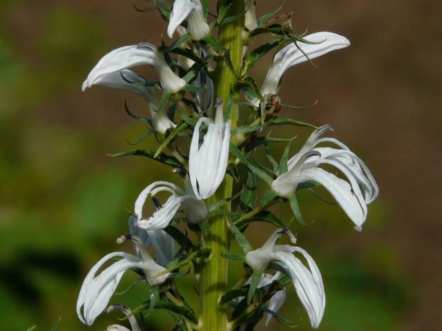 white annual flowers bloom Dhaval flower picture.jpg