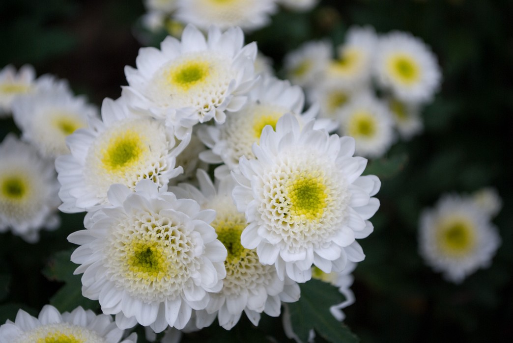 White annual flowers with yellow centers.jpg