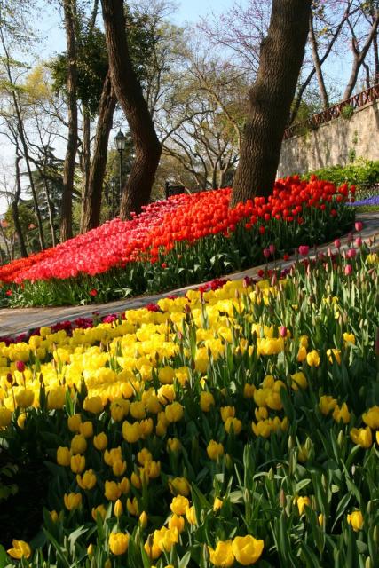 winter annual flowers in red and yellow.jpg