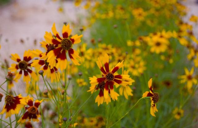 yellow and light brown annual flowers picture.jpg