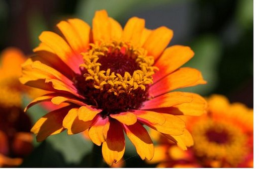 Zowie Hybride Zinnia flowers picture.jpg