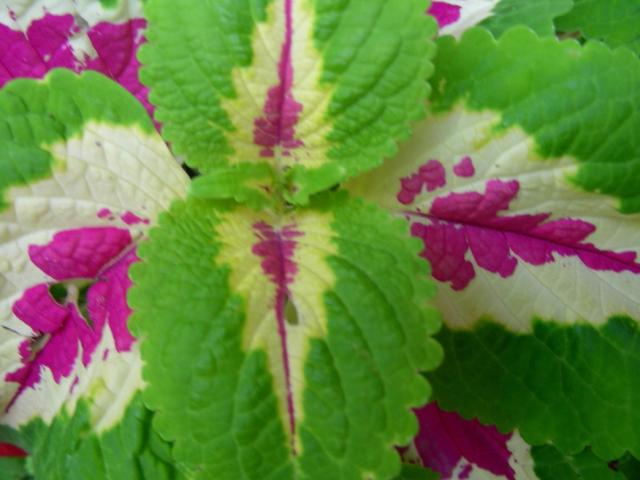 Coleus flowers plant.jpg