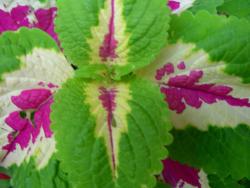 Coleus Flowers Gallery