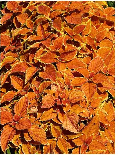 rich orange coleu plants.jpg
