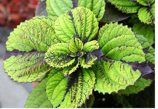 young green  coleus flowers.jpg