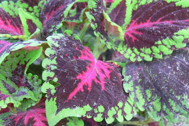 coleus garden plants