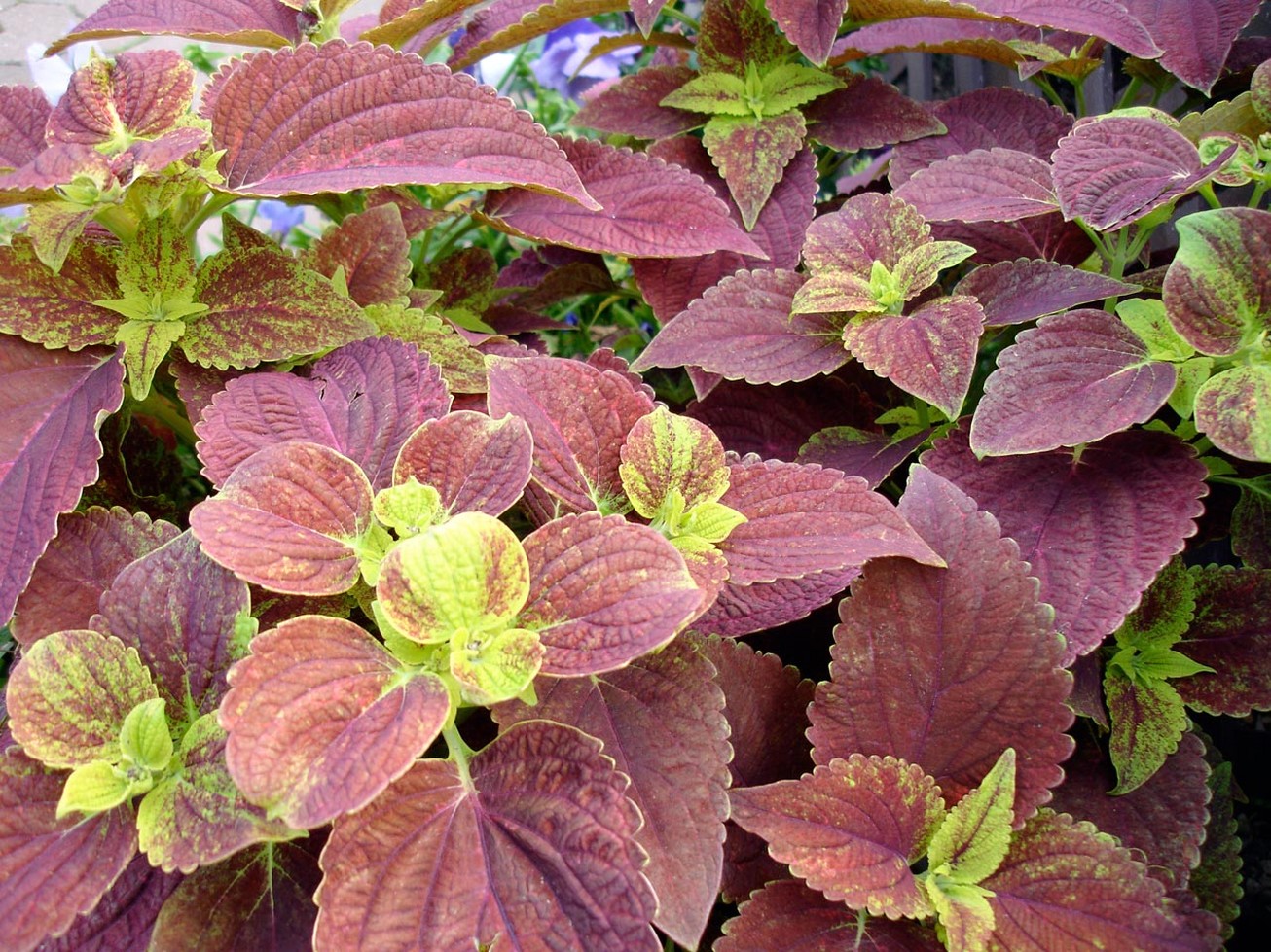 Alabama Sunset Coleus.jpg